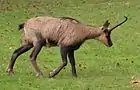 Isard