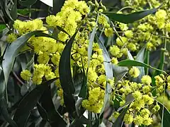 Mimosa doré