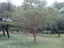 Acacia seyal