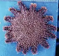 Acanthaster «&nbsp;ellisi&nbsp;» du Golfe de Californie.