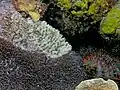 La moitié d'une table de corail est blanche.