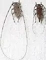 Acanthocinus aedilis (Linnaeus, 1758)