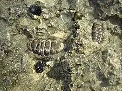 Deux individus dans leur habitat naturel sur un rocher à la Guadeloupe.