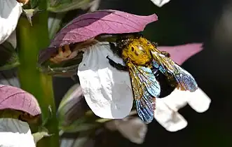 Xylocope violet (Xylocopa violacea), butinant une fleur