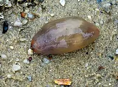 Acaudina molpadioides, sur une plage de Langkawi en Malaisie.