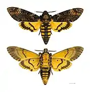 Acherontia atropos - MHNT
