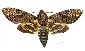 Acherontia lachesis
