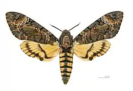 Acherontia styx