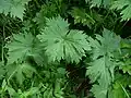 Feuilles de la subsp. lycoctonum.