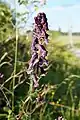 Aconitum lycoctonum subsp. moldavicum.