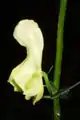 Aconitum lycoctonum subsp. vulparia.