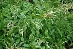 Aconogonon alpinum