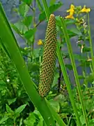 Inflorescence, stade avancé