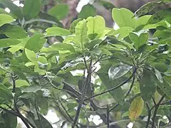 Acronychia pedunculata (plante-hôte)