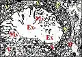 Fig.15 - Leptyphantes sancti-vincentii, glande segmentaire rétrognathocoxale : adénocyte. Ex, cavité extracellulaire ;  Mv, microvillosités ;  P, plasmalemmes accolés ;  V, vésicules dans l'hyaloplasme