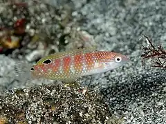 Suezichthys arquatus