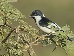 Adulte aperçu dans le district de Kutch