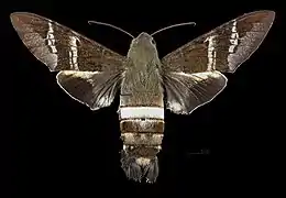 Avers de la femelle (coll.MHNT)