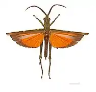 Aeolacris caternaulti - Guyane.