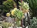 Aeonium arboreum var. albovariegatum