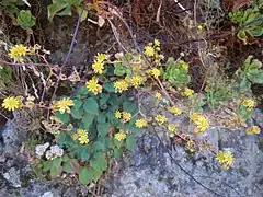 Détail de l'inflorescence.
