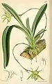 Acranthus arachnitisCurtis's Botanical Magazine1873.