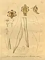 Aerides lawrenceaeHeinrich Gustav Reichenbach1892.
