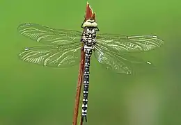 Ailes d'Aeshnidae