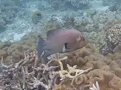 Un mérou à bouche rouge (Aethaloperca rogaa)