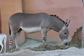 Âne sauvage d'Afrique