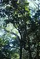 Ocotea bullata