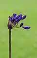 Agapanthus 'Windlebrook', bouton floral.