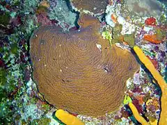 Agaricia undata