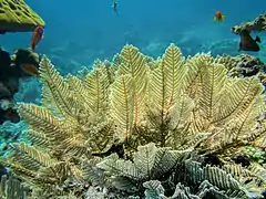 Pachyrhynchia cuppressina (Aglaopheniidae)