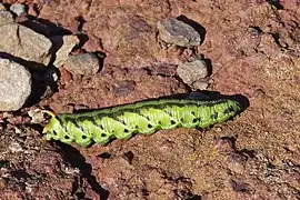 Chenille de teinte verte.