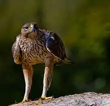Aigle de Bonelli perché sur un rocher et faisant face à la caméra. Ses longues pattes emplumées sont bien visibles.