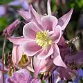 Aquilegia vulgarisforme rose.