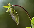 Boutons floraux.