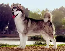 Photographie d'un chien de type lupoïde, ici un Malamute debout de profil, tête face à l'objectif, dont les proportions anatomiques rappellent celles du loup.