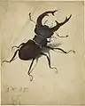 Lucane cerf-volant, 1505, aquarelle et gouache, 14,1&nbsp;×&nbsp;11,4&nbsp;cm, Los Angeles, Getty Center