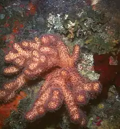 Alcyonium acaule