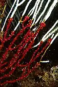 Colonie parasitée par Alcyonium coralloides (rouge)