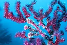 Alcyonium coralloides sur Paramuricea clavata