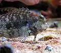 Salarias fasciatus (Perciformes, Blenniidae)