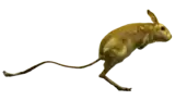 Grande Gerboise