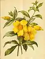 1891 - Allamanda cathartica par Robinson&nbsp;(en)