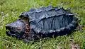 Macroclemys temminckii (Chelydridae)
