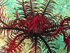 Alloeocomatella polycladia en Australie.