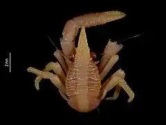 Allogalathea babai.
