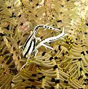 Galathée des crinoïdes (Allogalathea elegans)